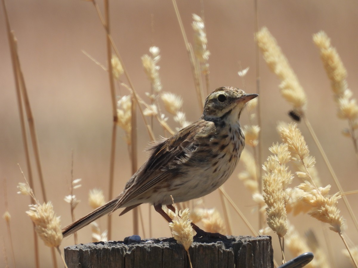 linduška australská - ML649323060