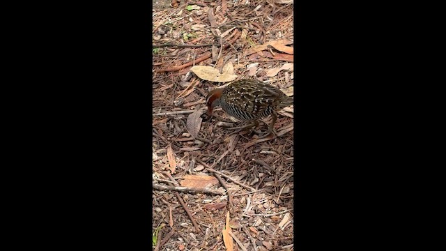 ナンヨウクイナ - ML649323295