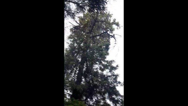 ミミグロバト - ML649323383