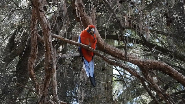 アカクサインコ（elegans グループ） - ML649323390