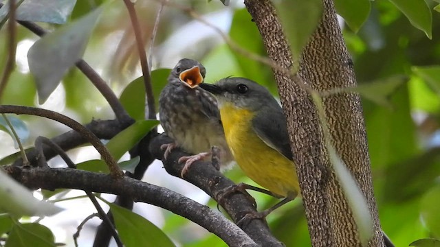 ヒガシキバラヒタキ - ML649323428