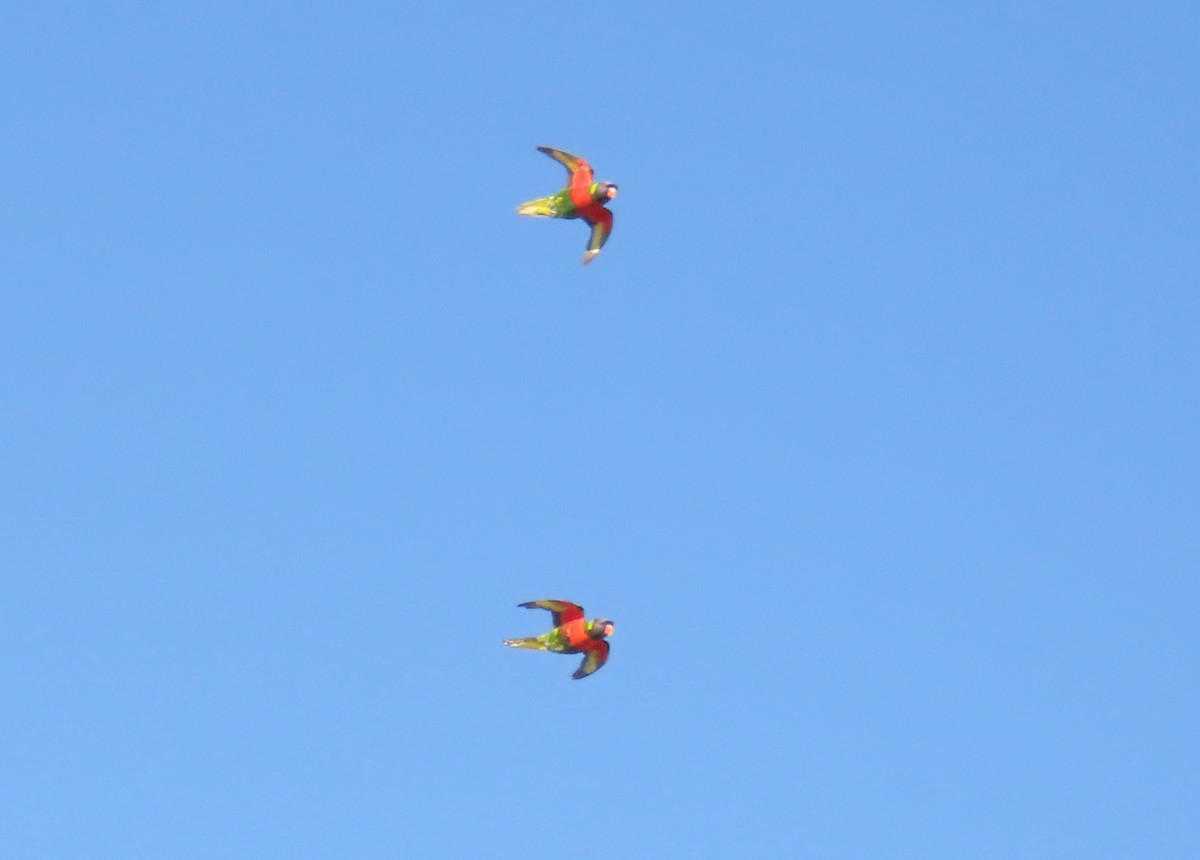 Coconut Lorikeet - ML649323434