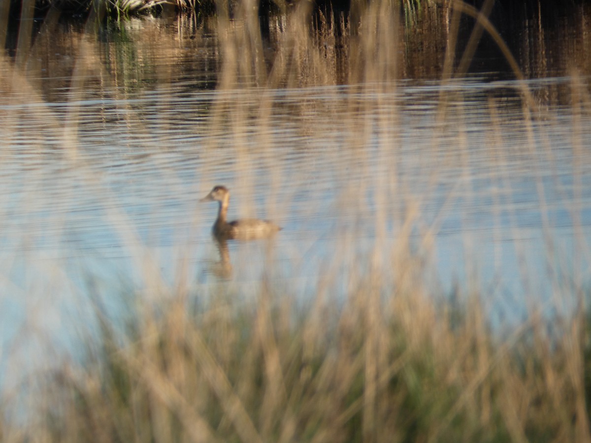 Canvasback - ML649323576