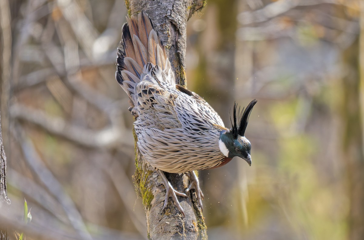 Koklass Pheasant - ML649323970