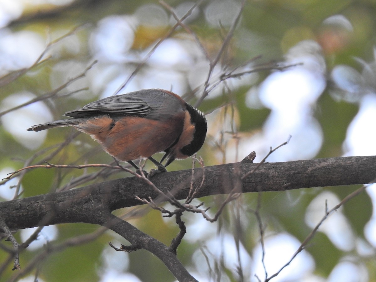 Varied Tit - ML649324451