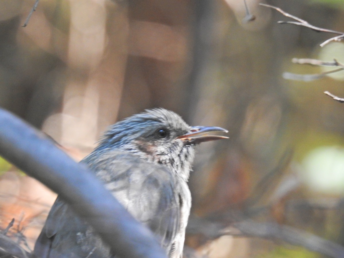 Brown-eared Bulbul - ML649324452