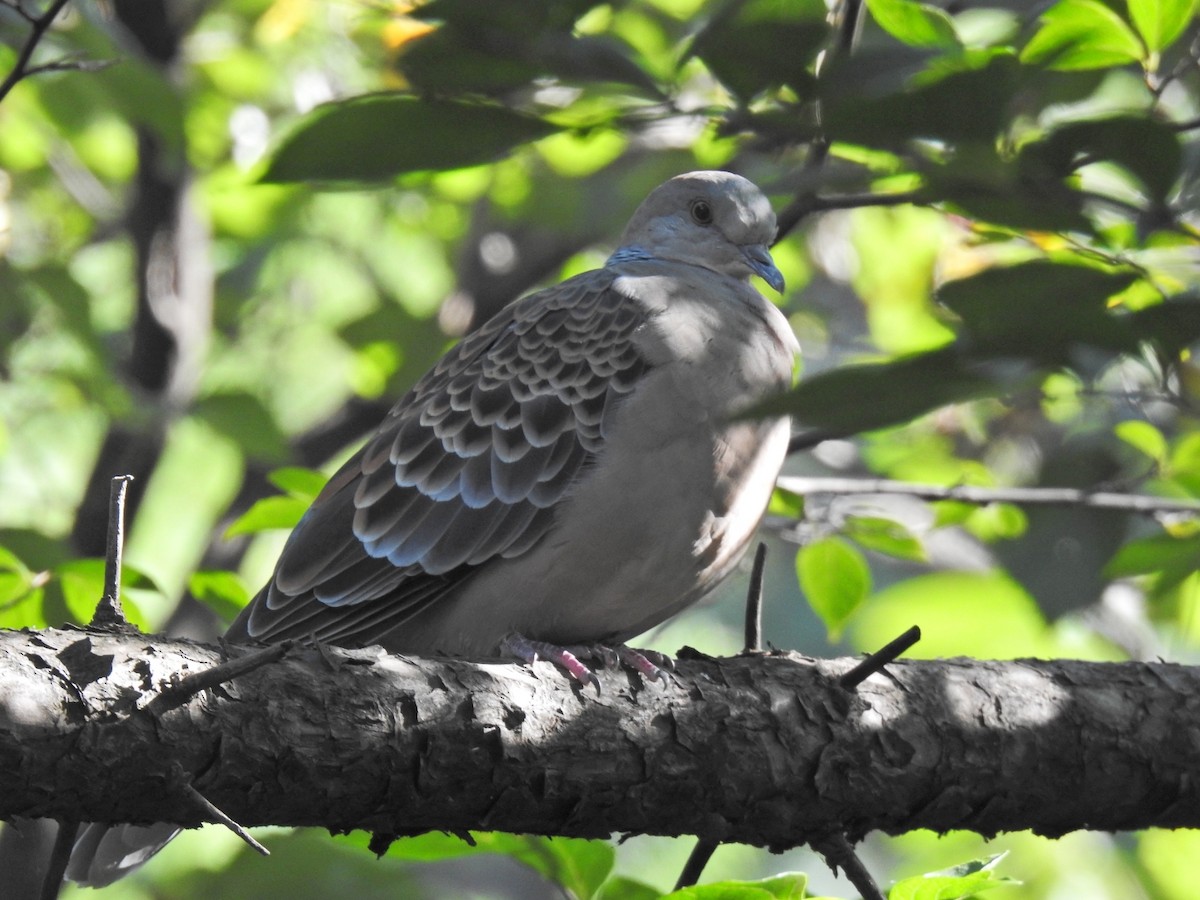 Oriental Turtle-Dove - ML649324457