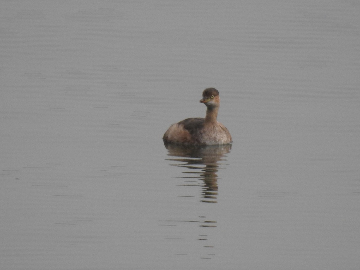 Little Grebe - ML649324597