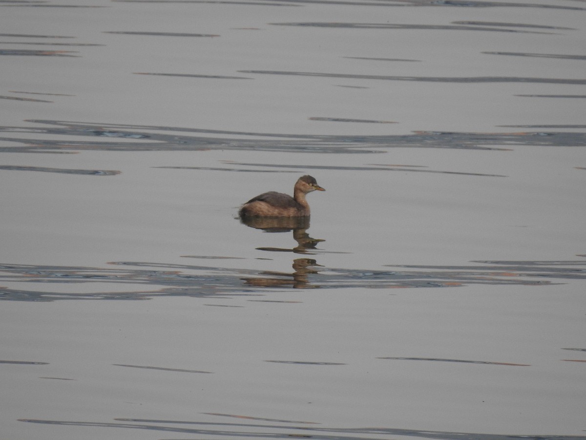 Little Grebe - ML649324598