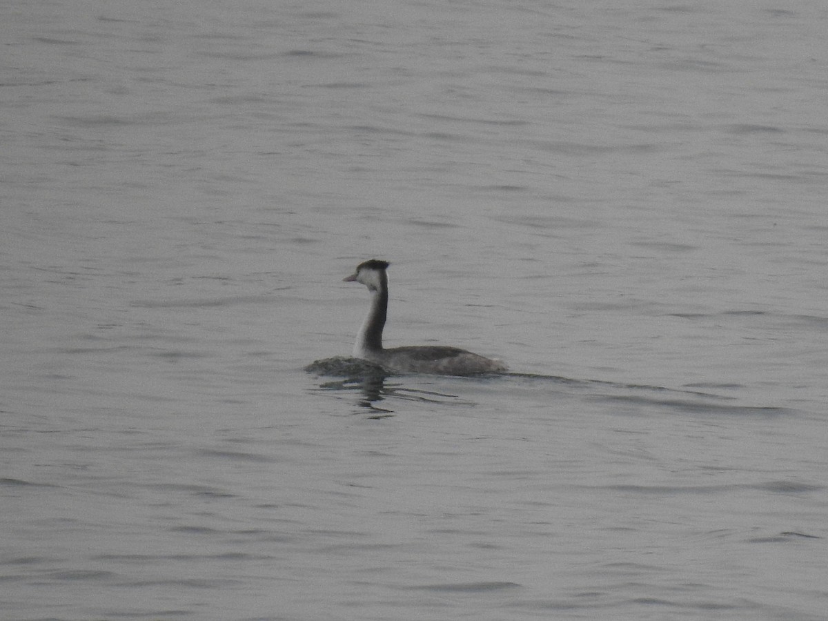 Great Crested Grebe - ML649324599
