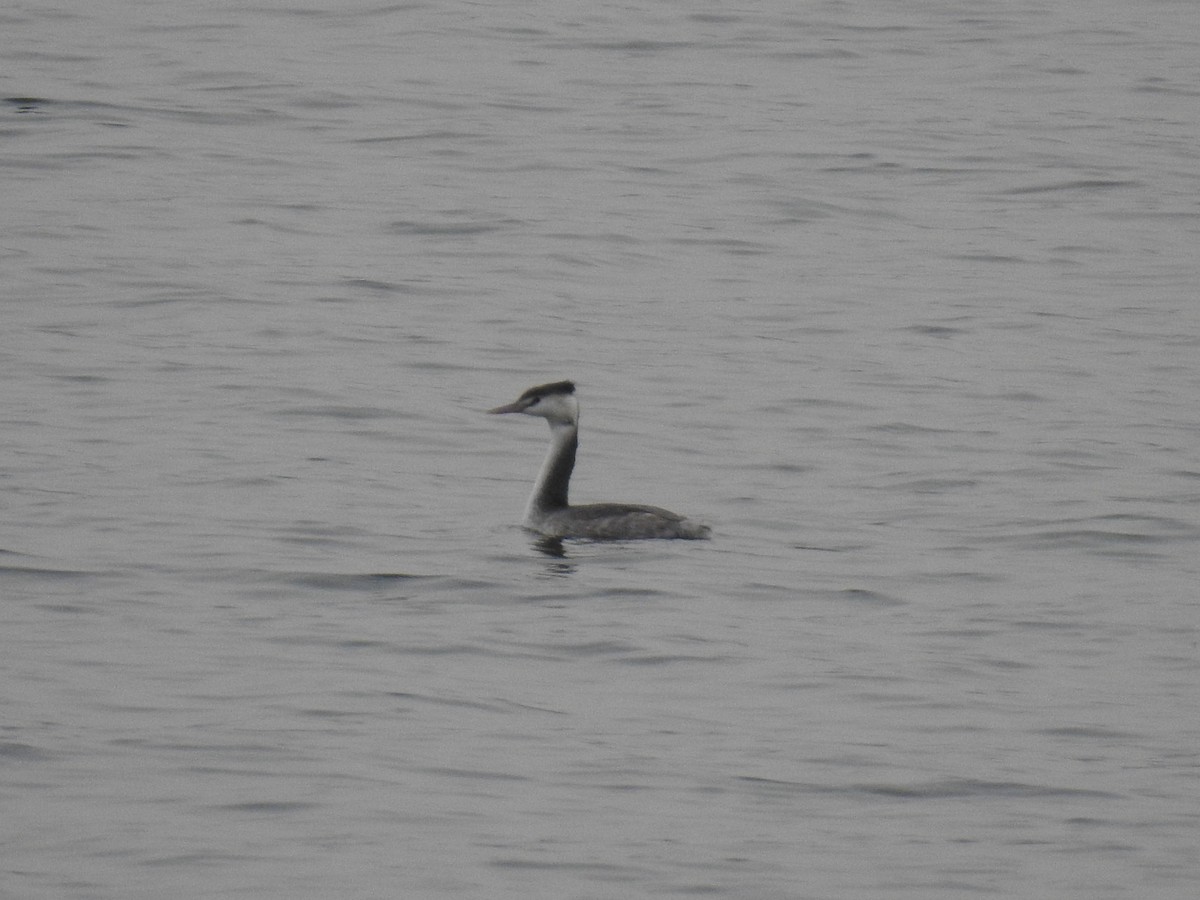 Great Crested Grebe - ML649324600