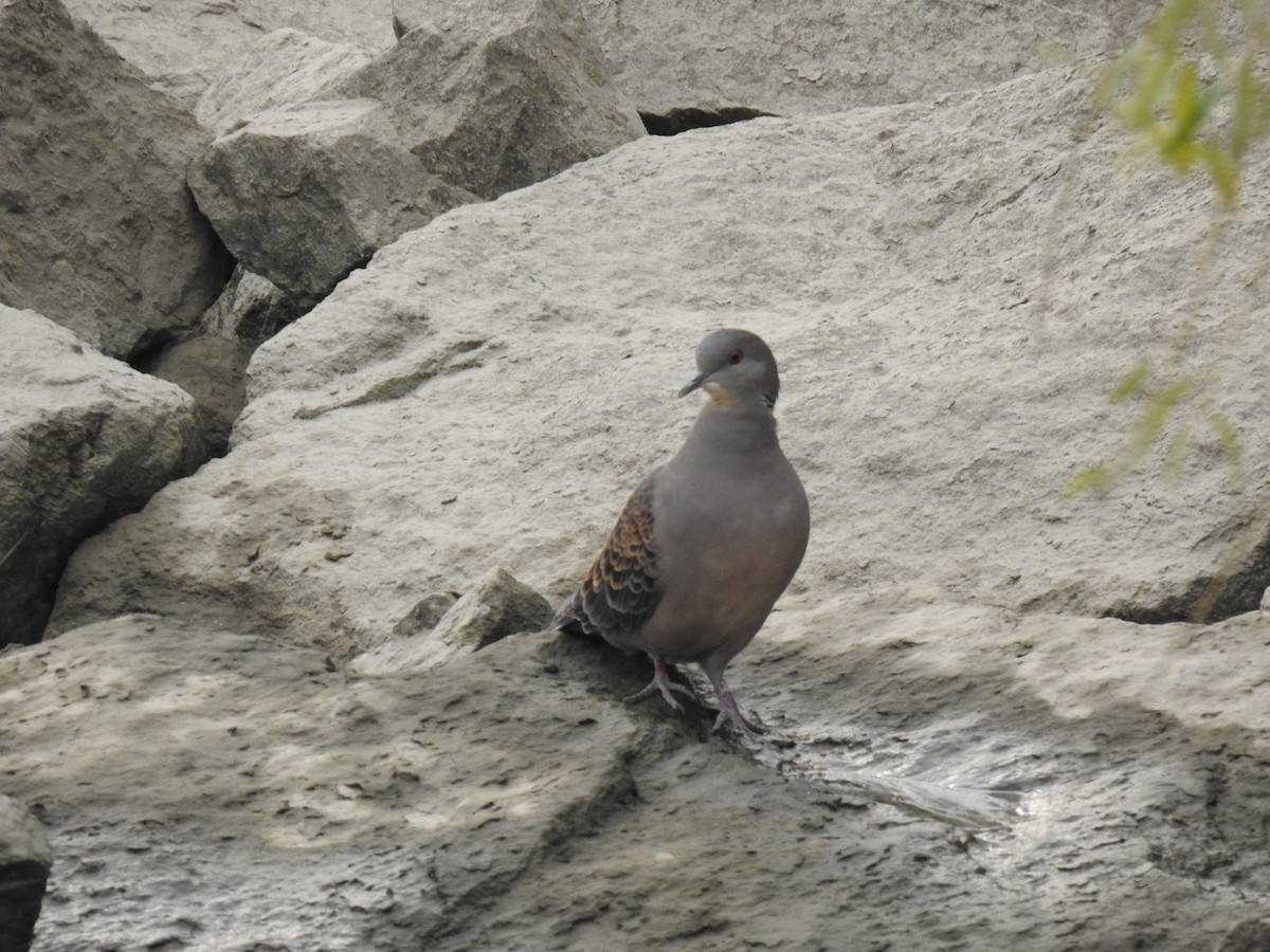 Oriental Turtle-Dove - ML649324601