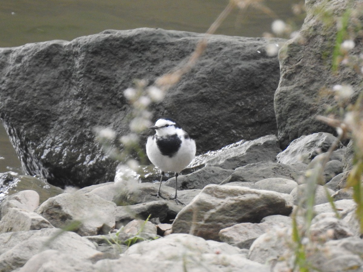 White Wagtail - ML649324605