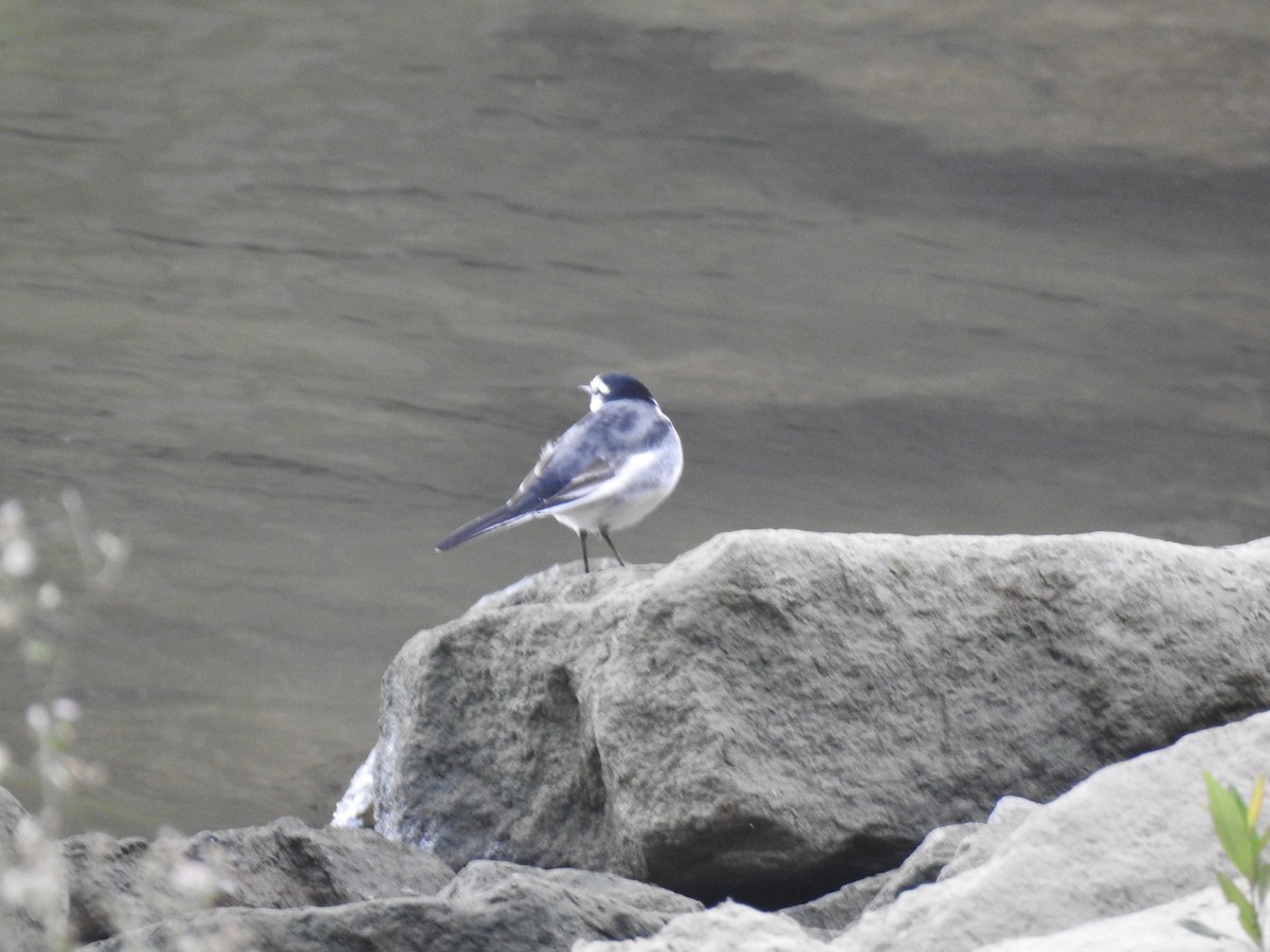 White Wagtail - ML649324606