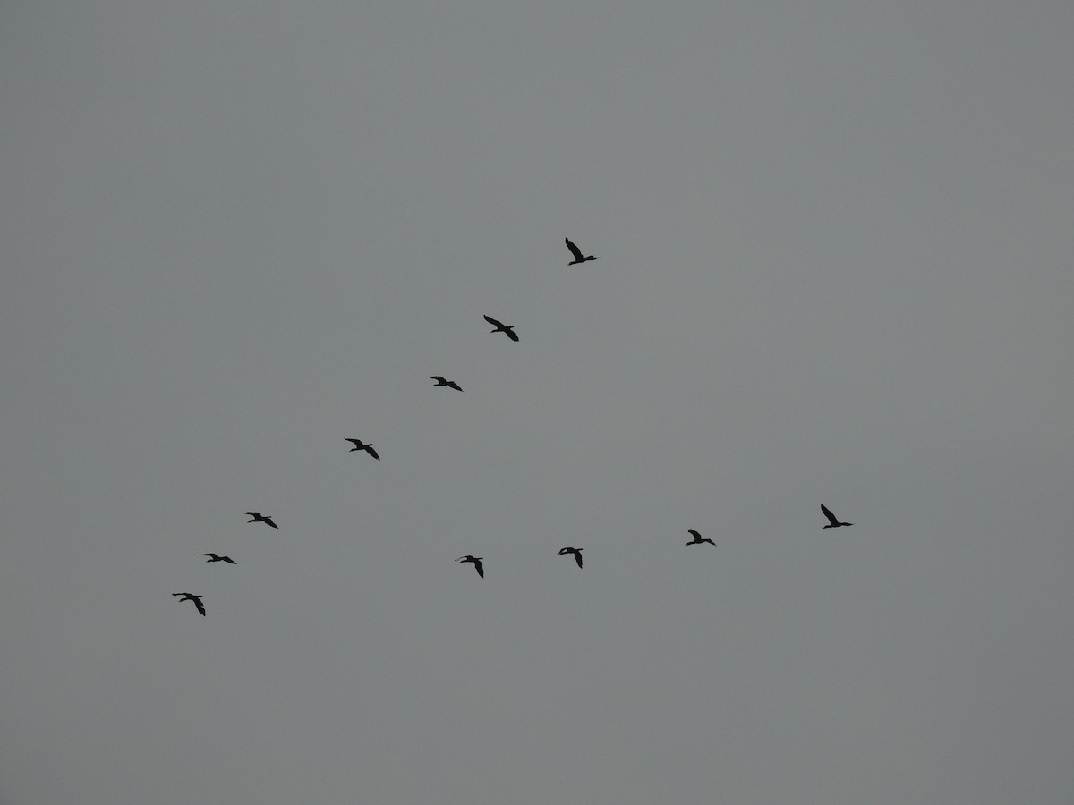 Great Cormorant - ML649324609