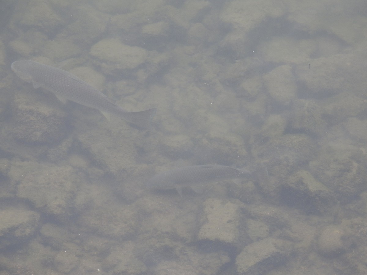 Amur Carp - ML649324618