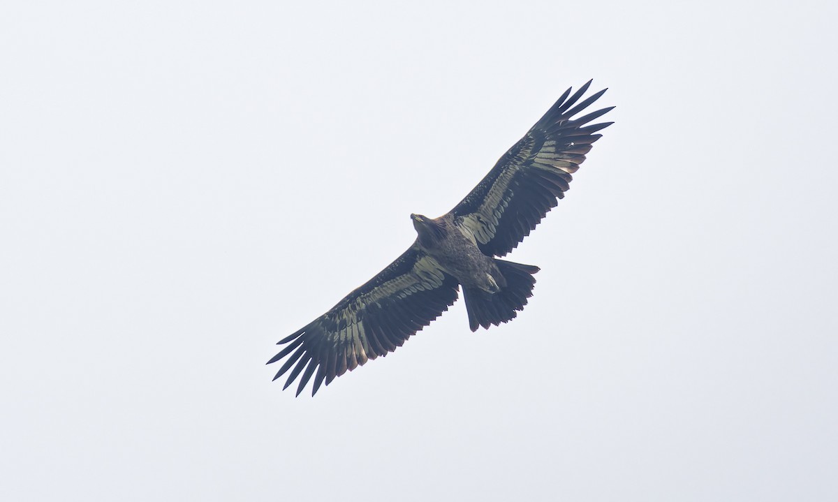 Pallas's Fish-Eagle - ML649324760