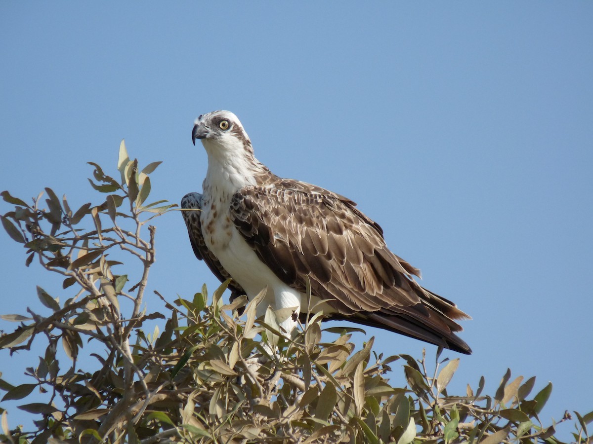 Fischadler - ML649324851