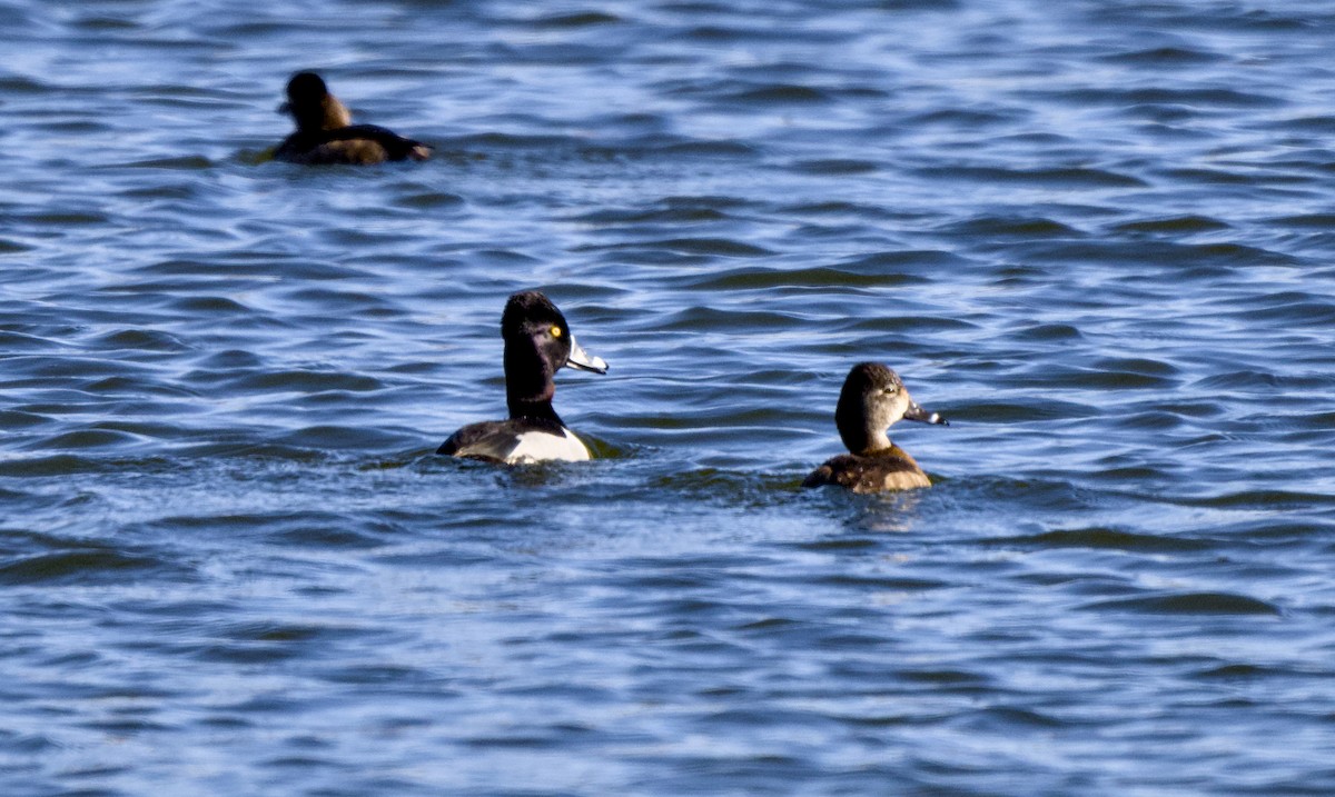 Moretta dal collare - ML649324943