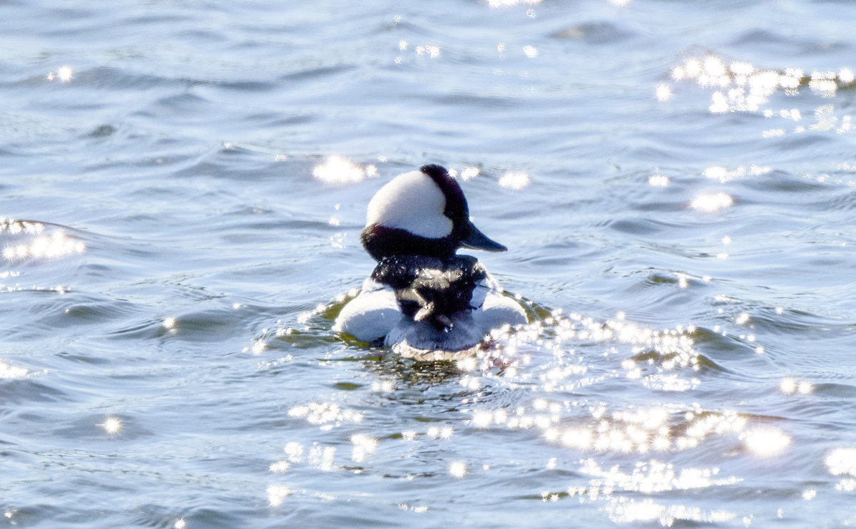 Bufflehead - ML649324954