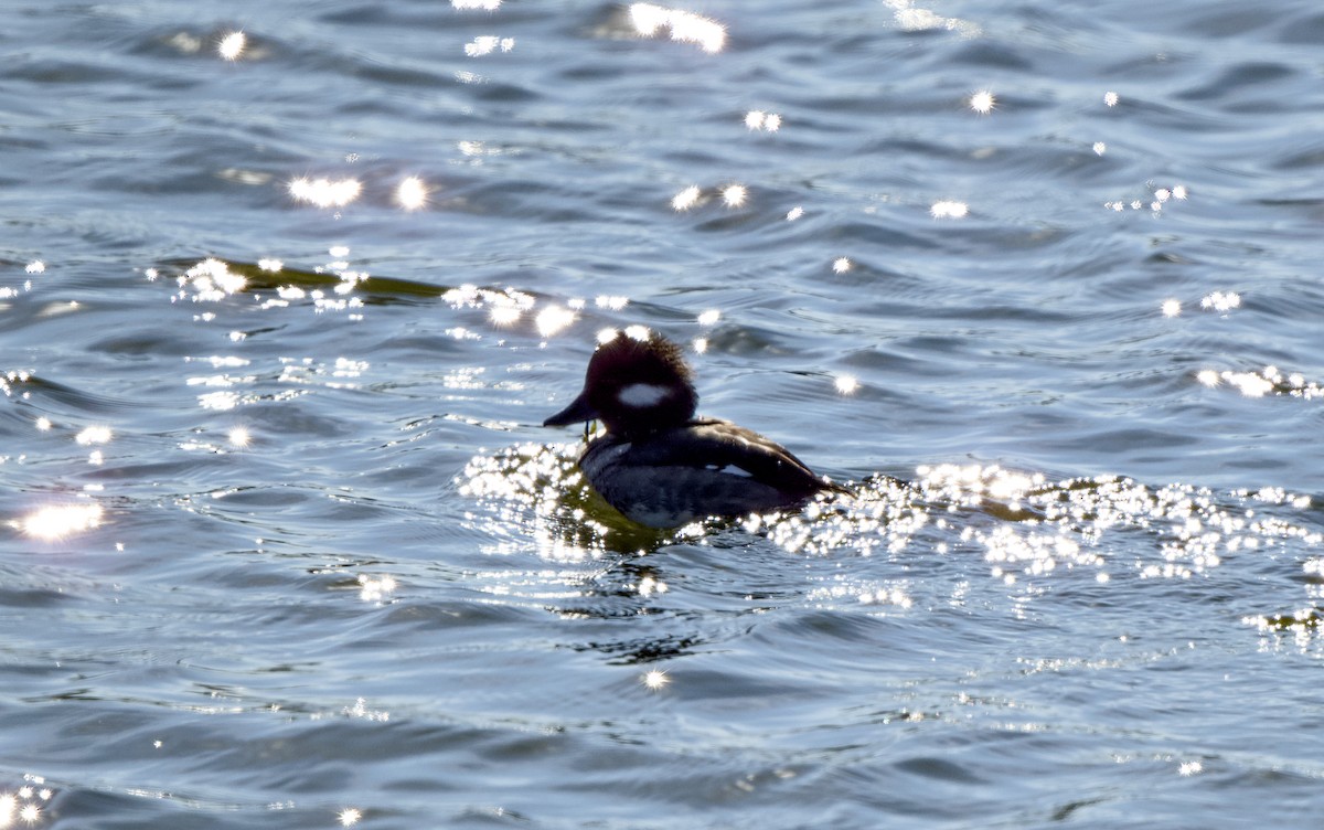 Bufflehead - ML649324955