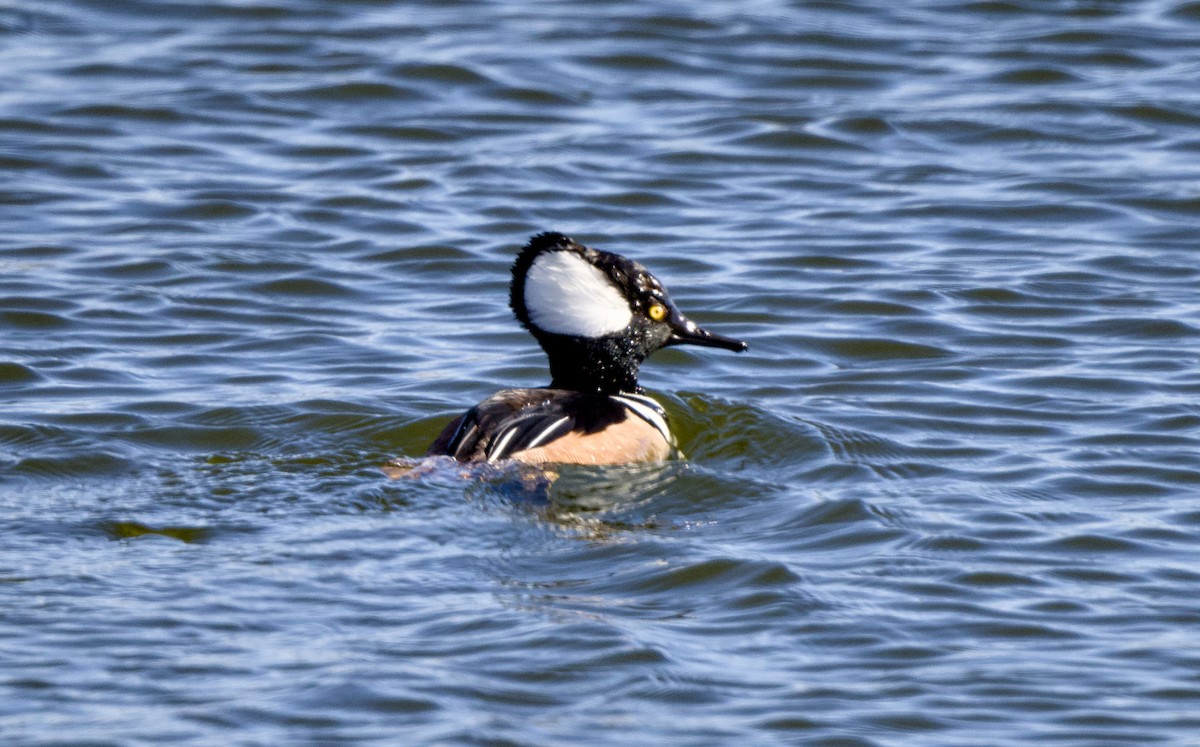 Smergo dal cappuccio - ML649324968