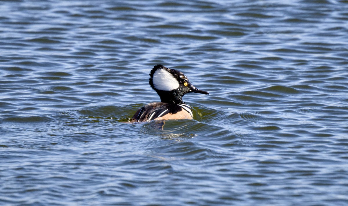 Smergo dal cappuccio - ML649324969