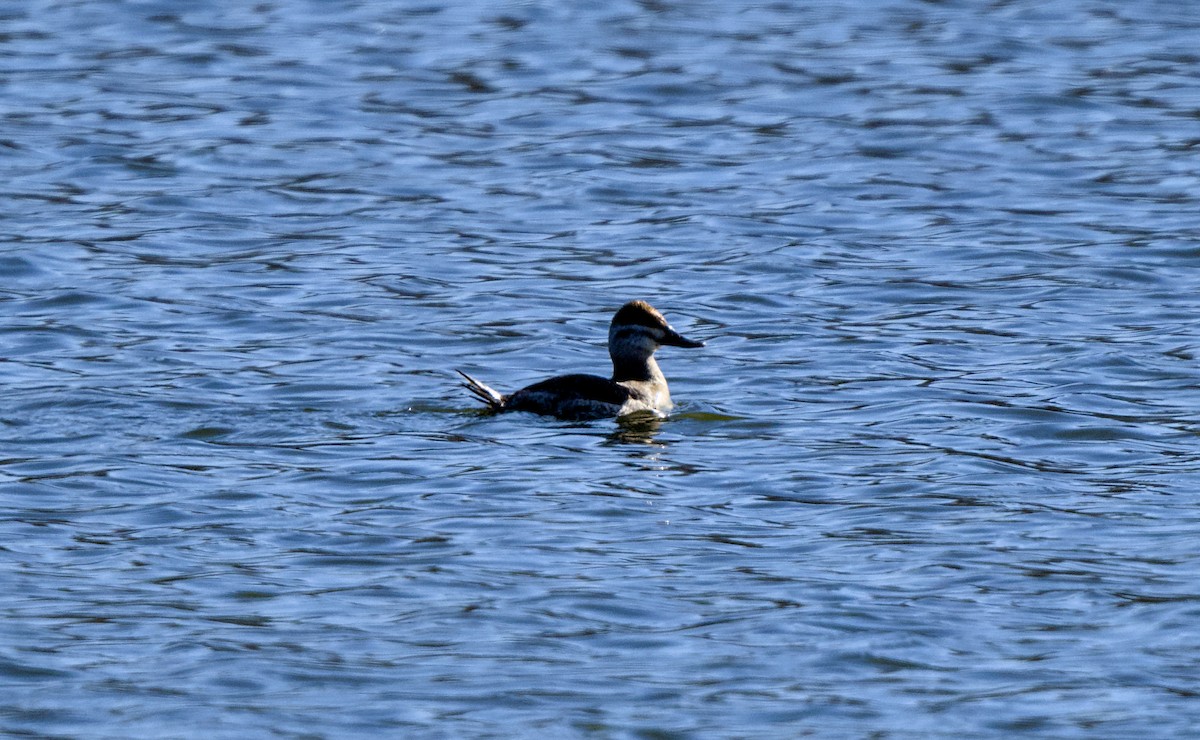 Gobbo della Giamaica - ML649324991