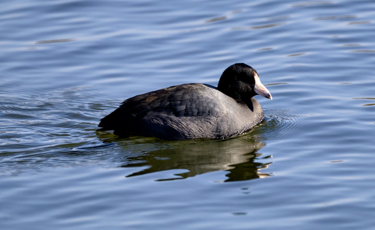 American Coot - ML649324995