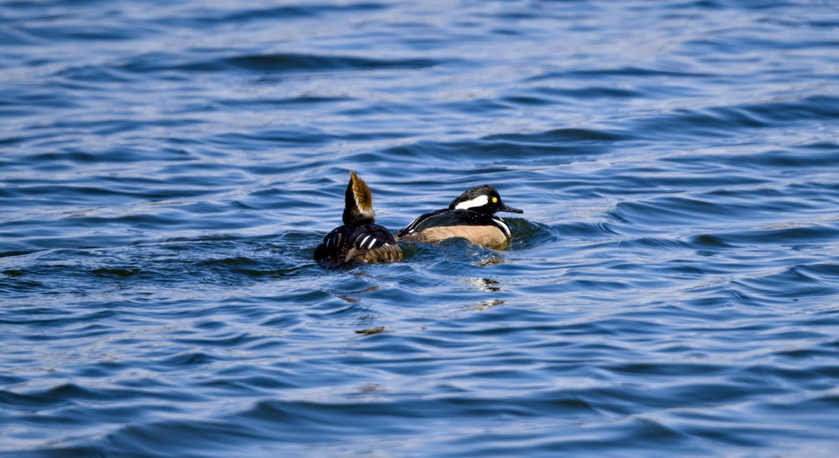 Smergo dal cappuccio - ML649325007