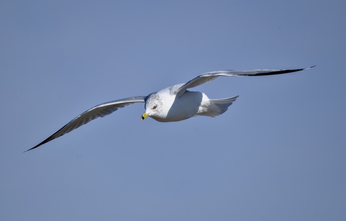 Gavina americana - ML649325010