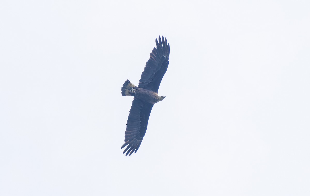 Pallas's Fish-Eagle - ML649325082