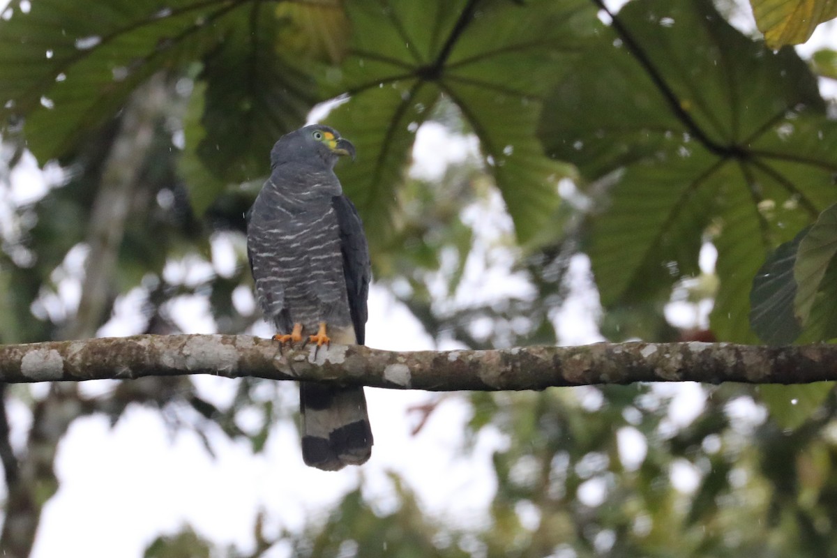 Bec-en-croc de Temminck - ML649325126