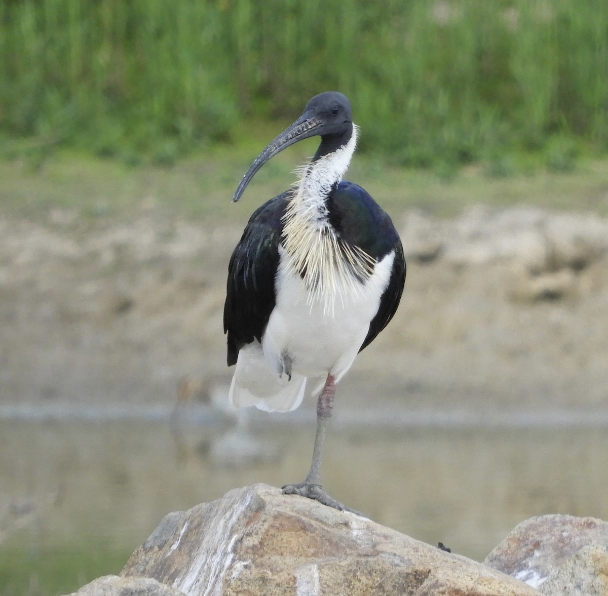 ibis slámokrký - ML649325239