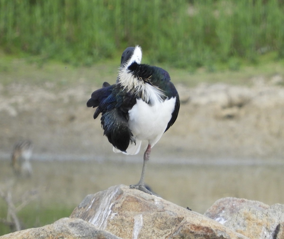 ibis slámokrký - ML649325241