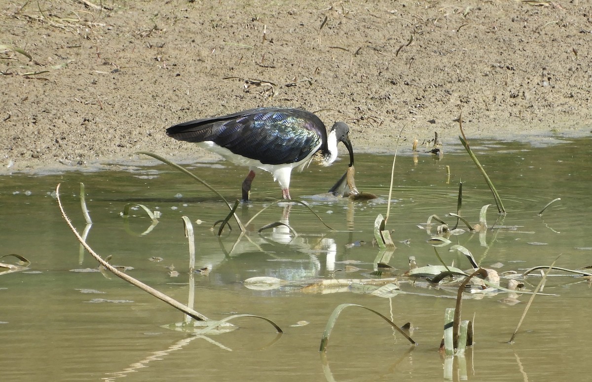 ibis slámokrký - ML649325242
