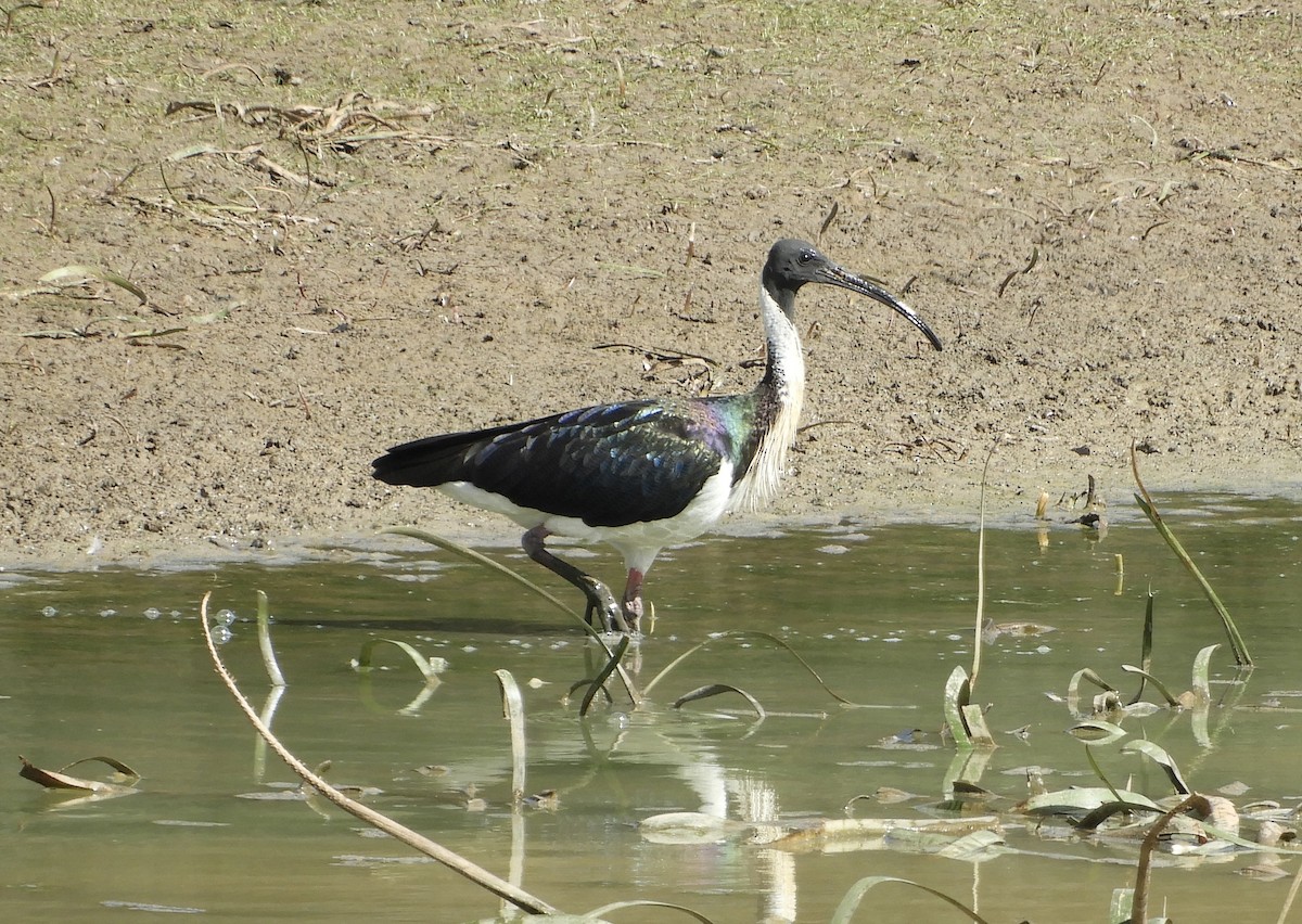 ibis slámokrký - ML649325243