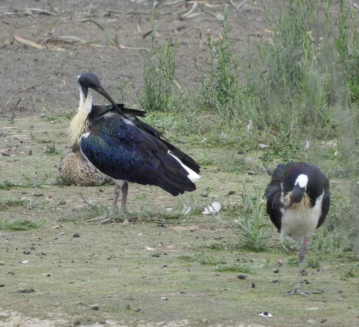 ibis slámokrký - ML649325244