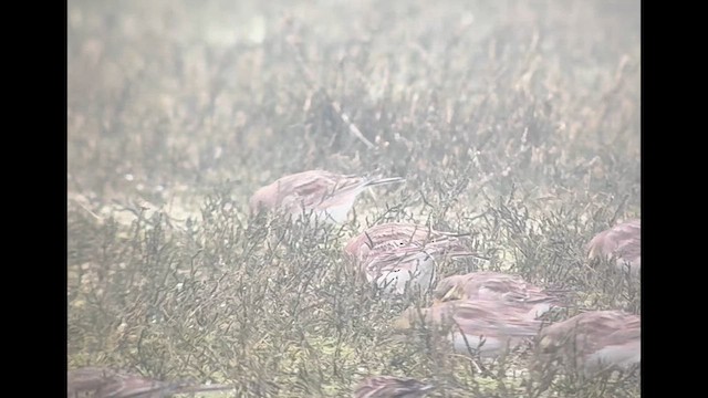 Horned Lark (Shore) - ML649325267