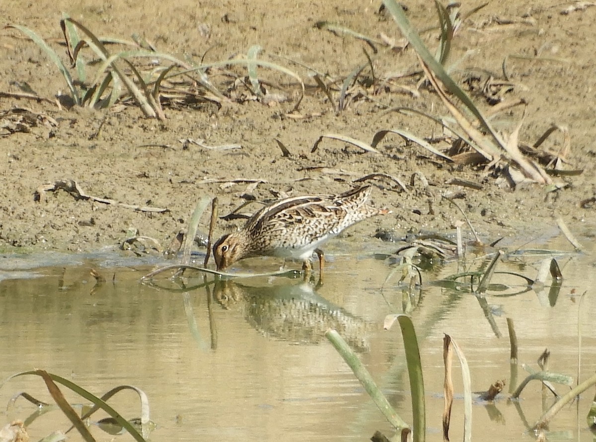 bekasina japonská - ML649325269