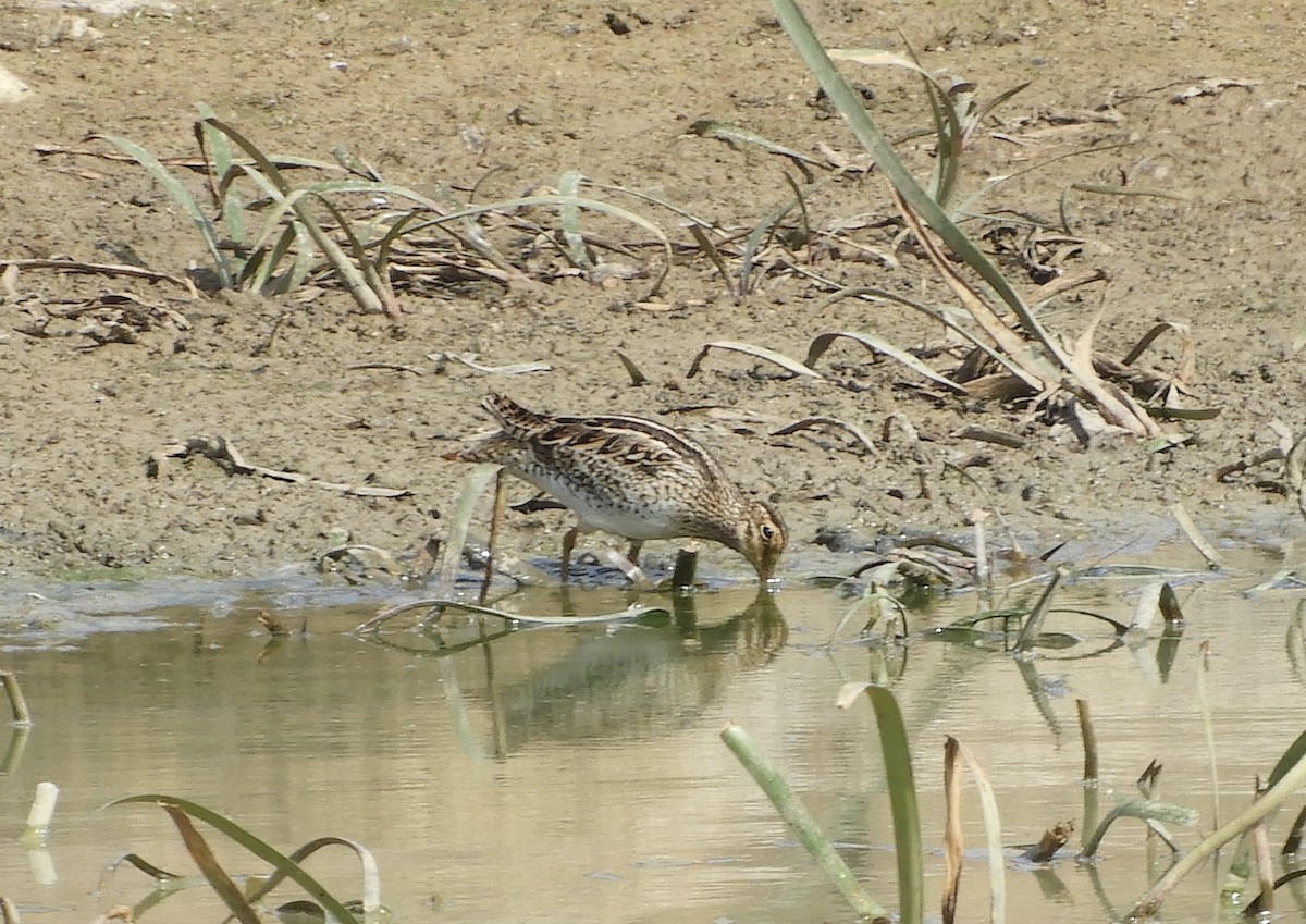 bekasina japonská - ML649325271