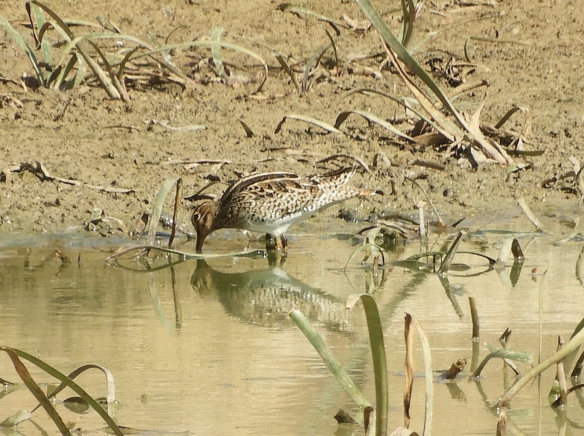 bekasina japonská - ML649325272