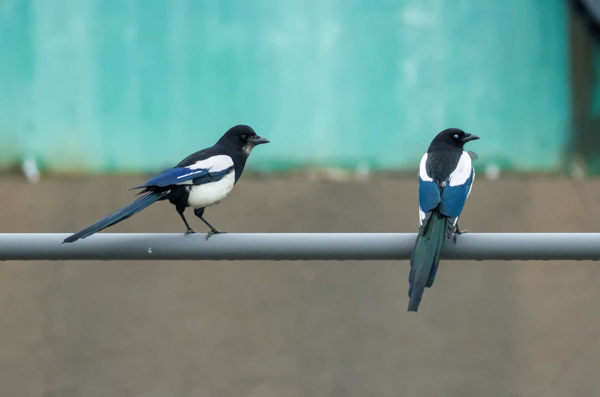 Oriental Magpie - ML649325649