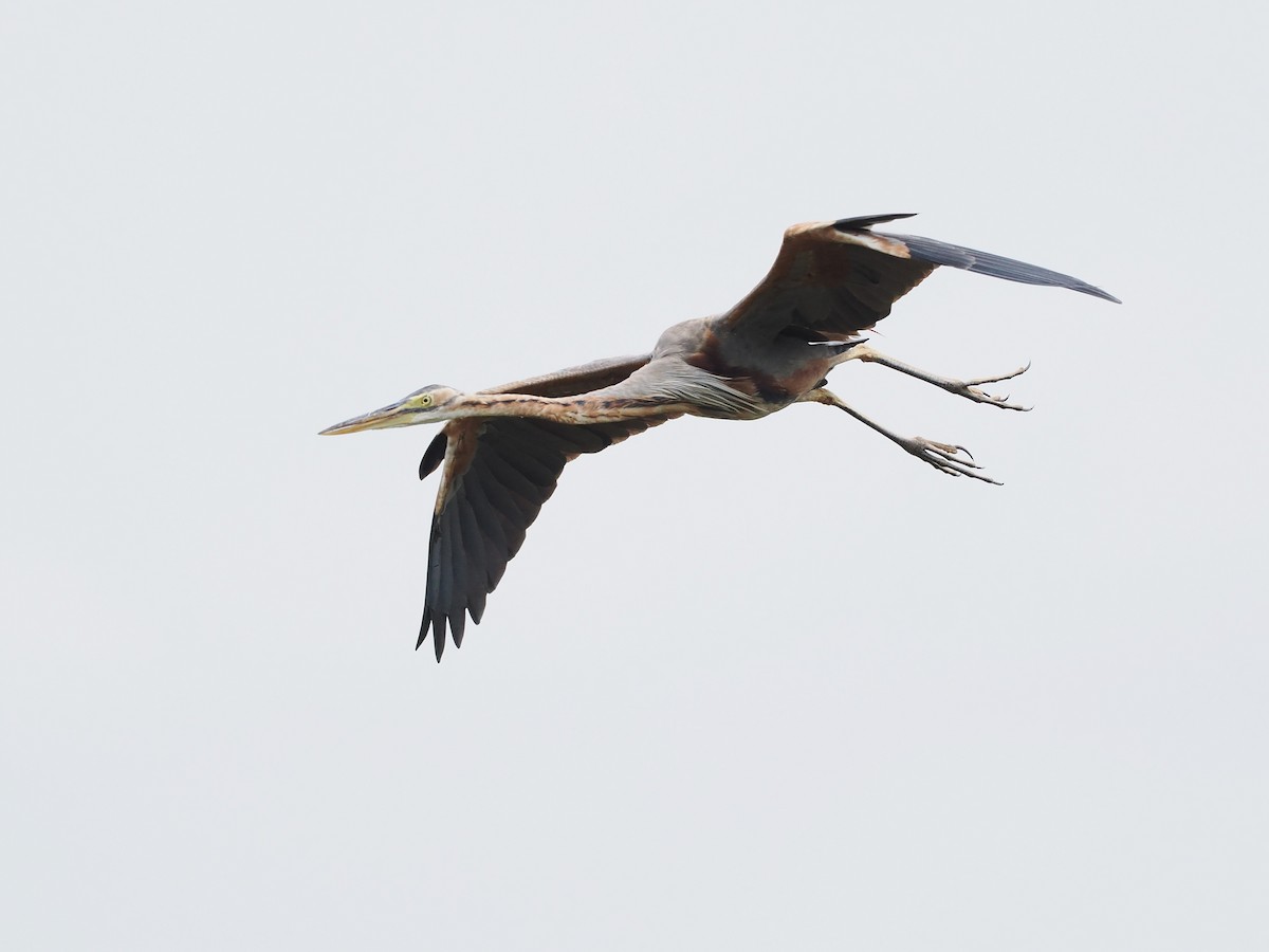 紫鷺 - ML649325956