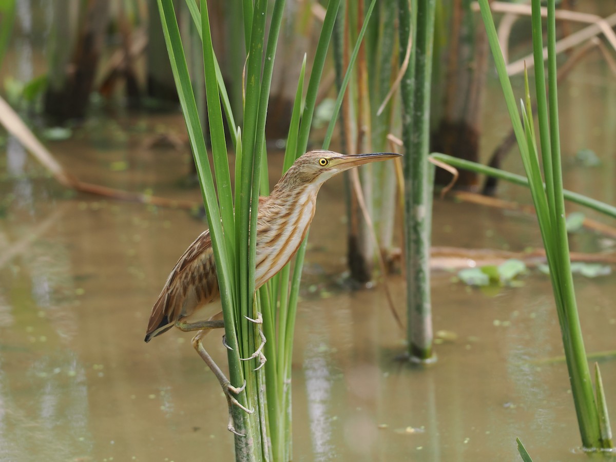黃小鷺 - ML649325957