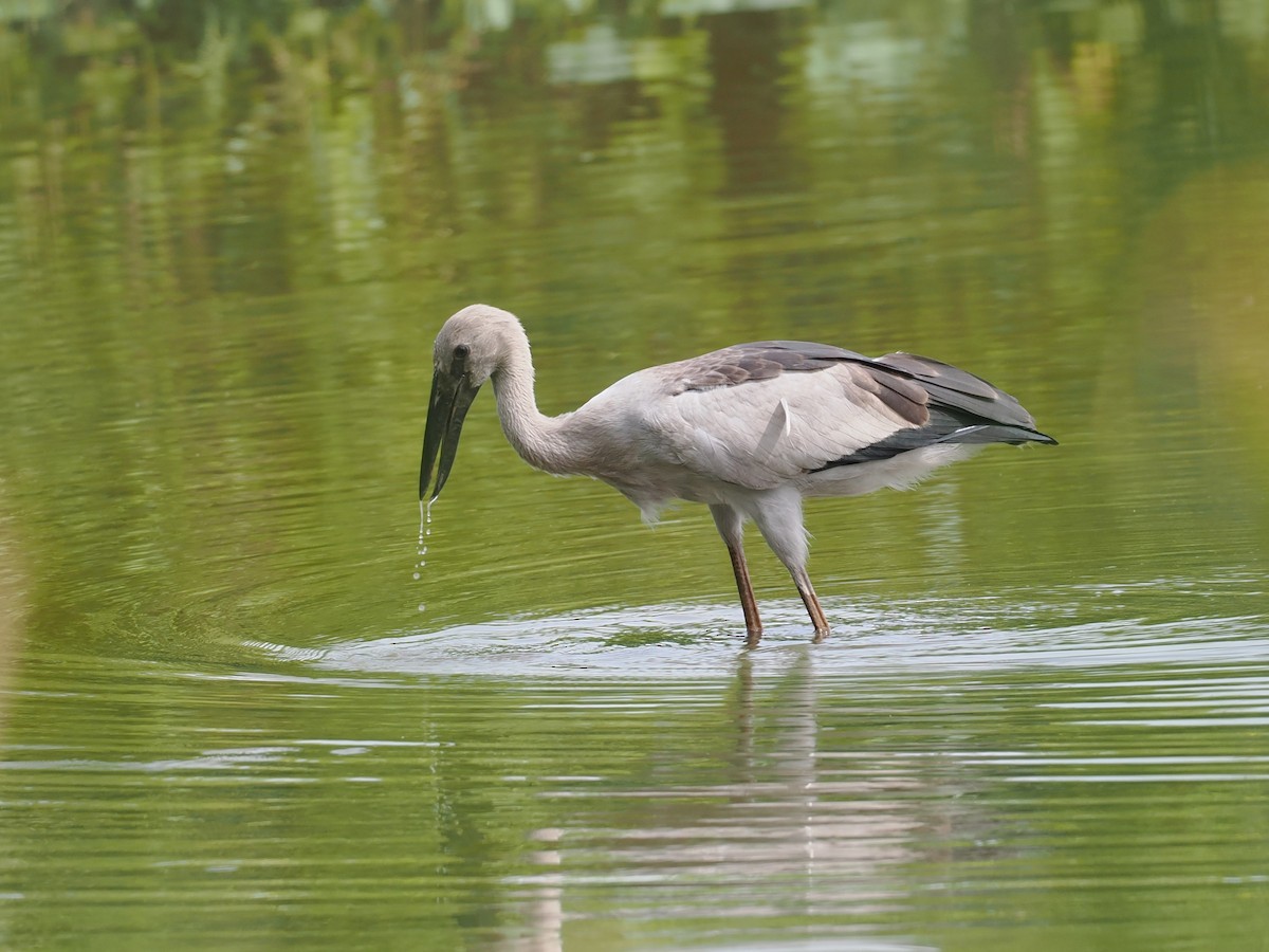 Asian Openbill - ML649325959