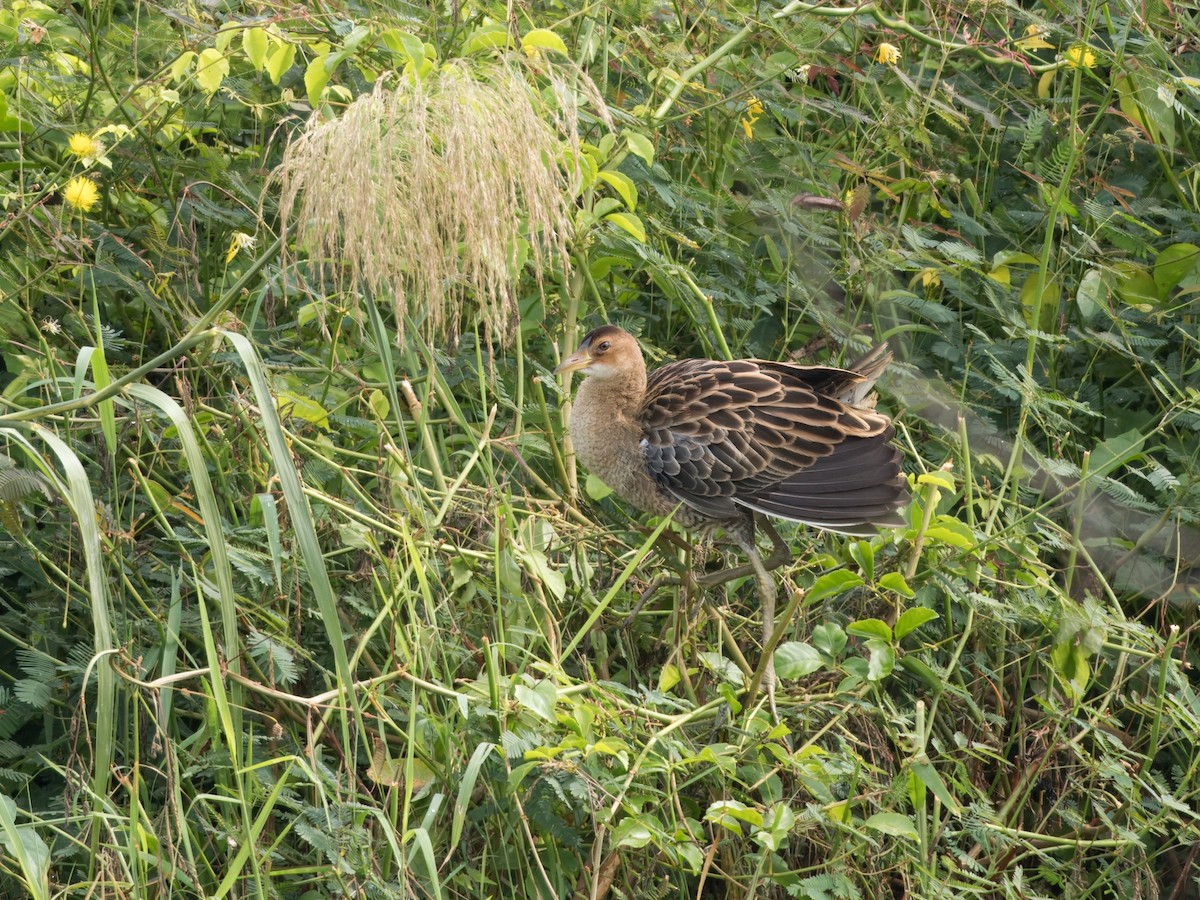 董雞 - ML649326039