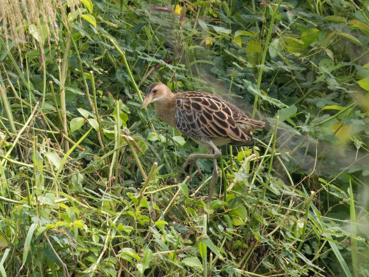 董雞 - ML649326042