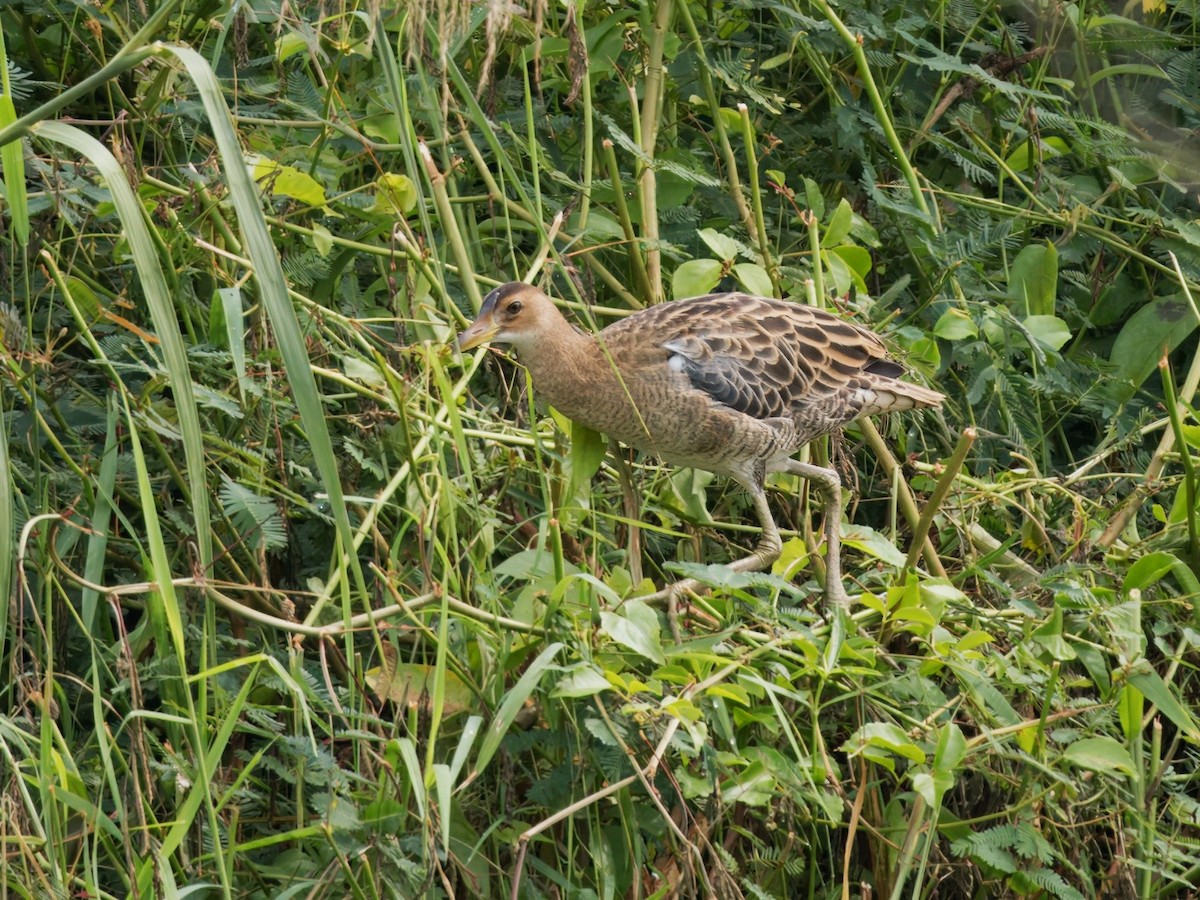 董雞 - ML649326045