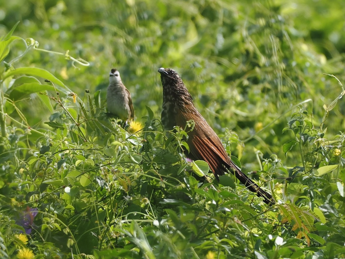 番鵑 - ML649326046